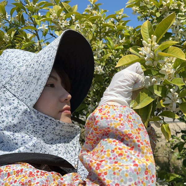 橙の花を摘み取る様子