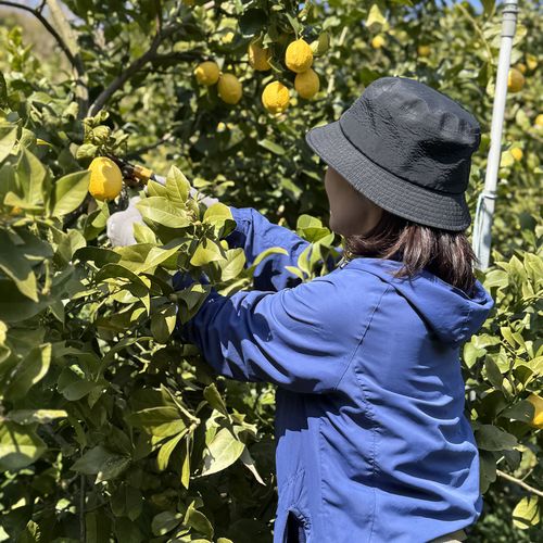 収穫作業をする長谷部さん