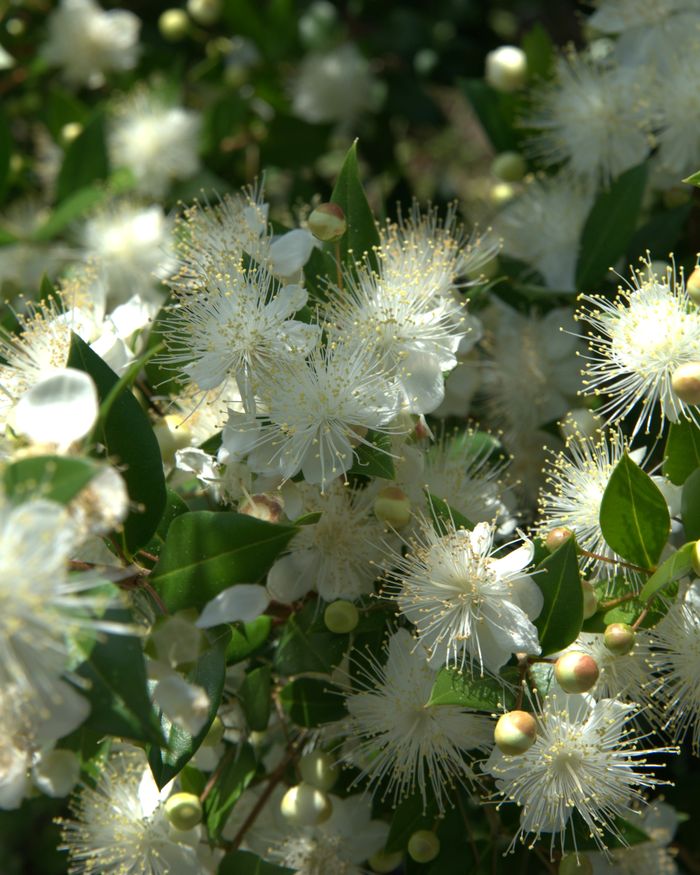 白く咲いた橙の花