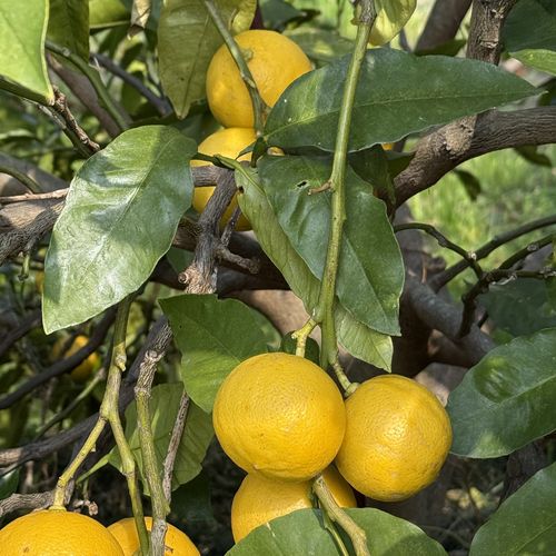 枝にたわわに実る柑橘