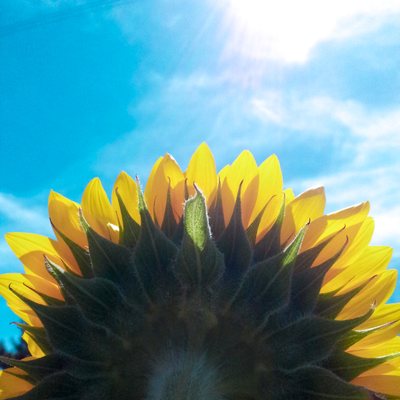 夏空と太陽に向かうひまわり