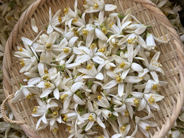 ざるいっぱいに摘んだネロリ（橙）の花